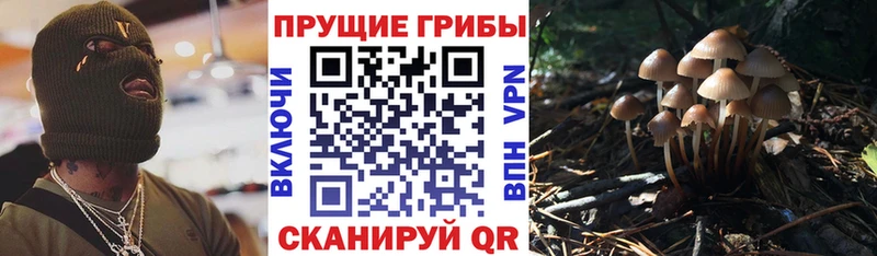 продажа наркотиков  blacksprut tor  сайты даркнета Telegram  Котельнич  Галлюциногенные грибы Magic Shrooms 